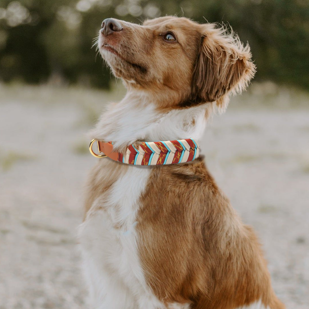 Fashion Dog Collar - Brown Braided Design