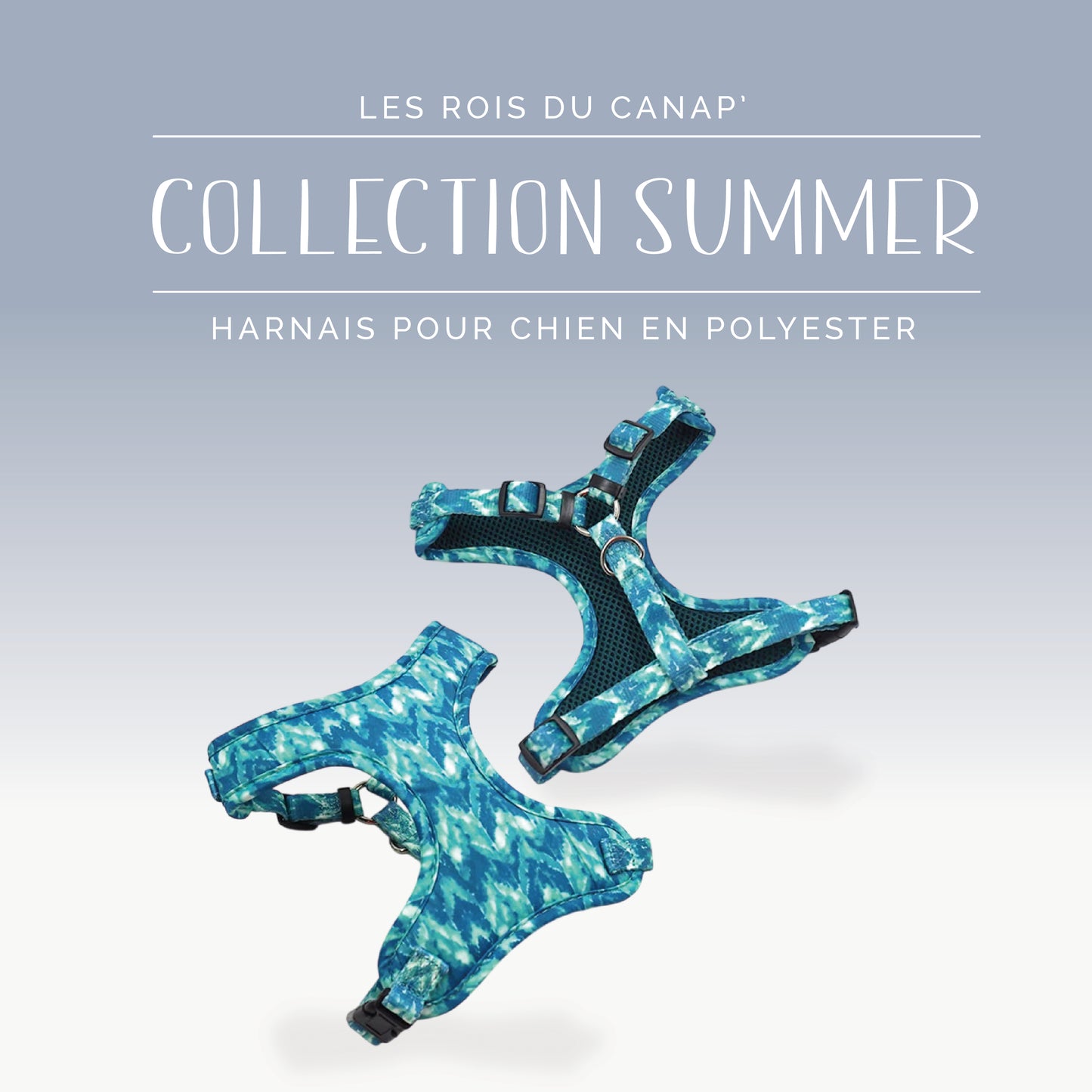 Harnais Chien - Summer - Océan - Collier Harnais Chien - Summer - Océan