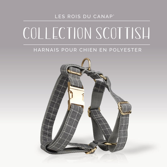 Harnais Chien - Scottish - Gris - Collier Harnais Chien - Scottish - Gris