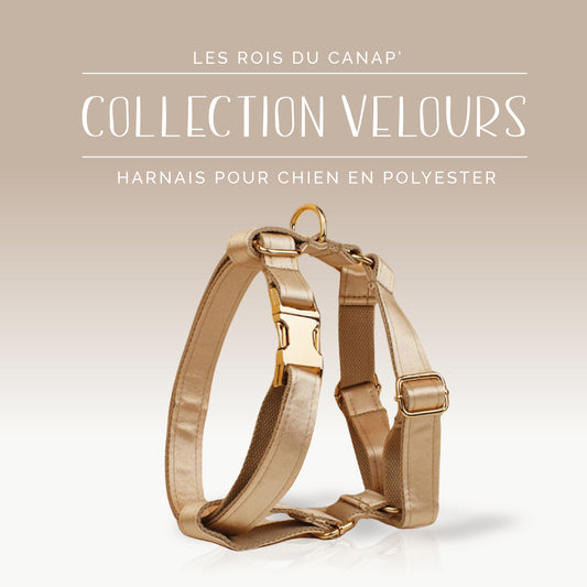 Harnais Chien - Satin - Doré - Collier Harnais Chien - Satin - Doré