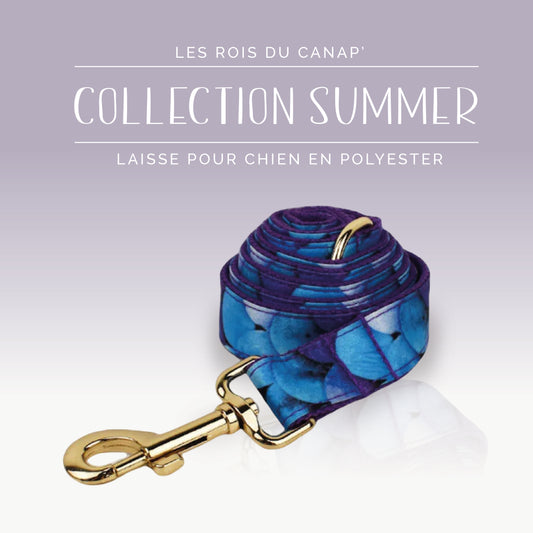 Laisse Chien - Summer - Bulle Bleue - Collier Laisse Chien - Summer - Bulle Bleue
