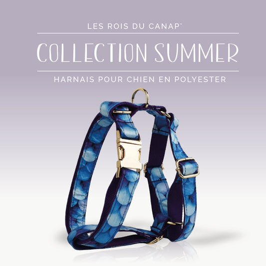 Harnais Chien - Summer - Bulle Bleue - Collier Harnais Chien - Summer - Bulle Bleue