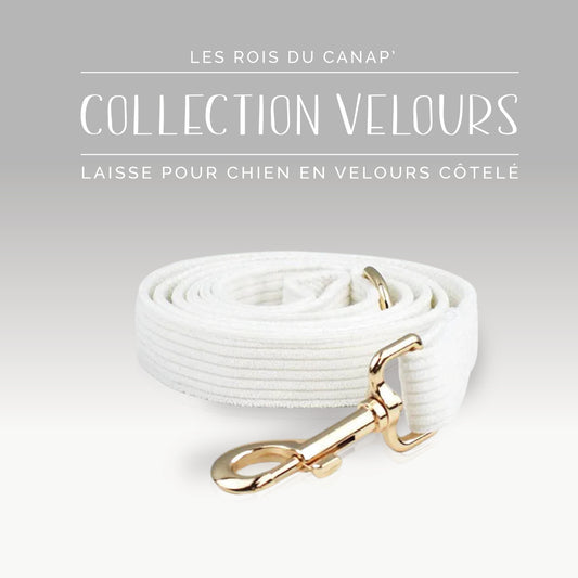 Laisse Chien - Velours - Blanc - Collier Laisse Chien - Velours - Blanc