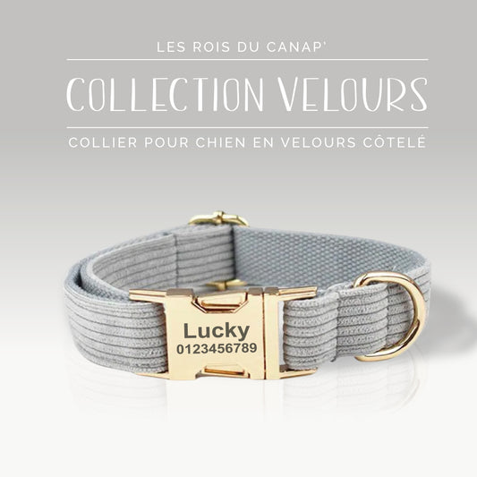  Collier Chien Personnalisé - Velours - Gris