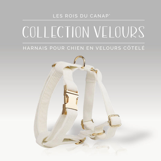 Harnais Chien - Velours - Blanc - Collier Harnais Chien - Velours - Blanc