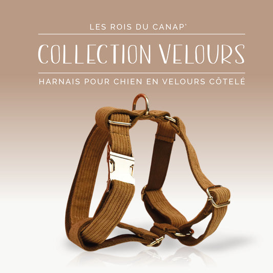 Harnais Chien - Velours - Marron - Collier Harnais Chien - Velours - Marron