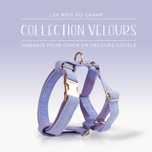 Harnais Chien - Velours - Mauve - Collier Harnais Chien - Velours - Mauve