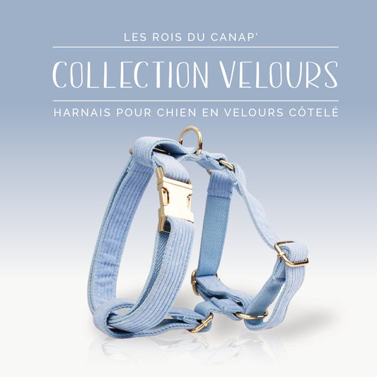 Harnais Chien - Velours - Bleu Ciel - Collier Harnais Chien - Velours - Bleu Ciel