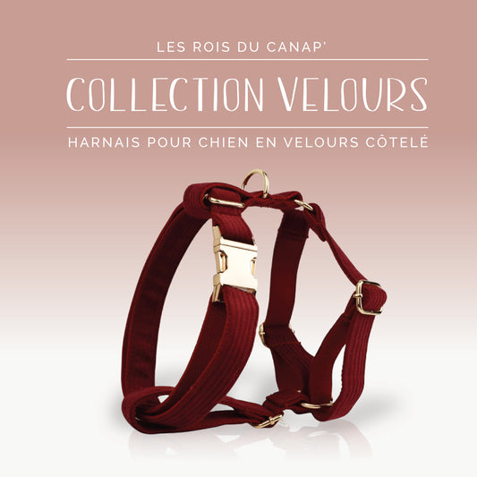 Harnais Chien - Velours - Rouge - Collier Harnais Chien - Velours - Rouge
