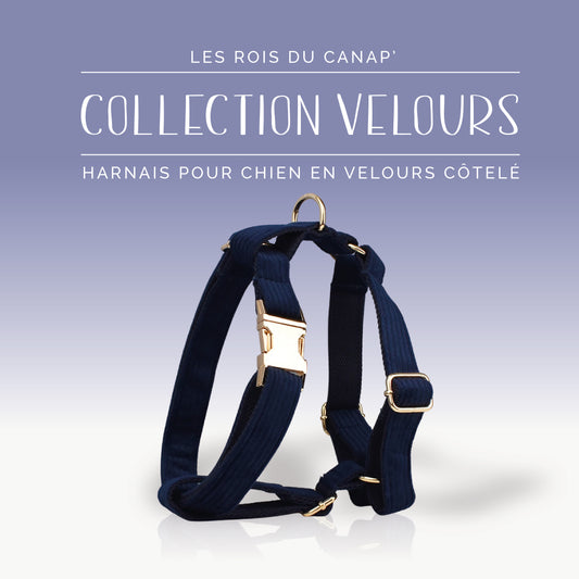 Harnais Chien - Velours - Bleu Marine - Collier Harnais Chien - Velours - Bleu Marine