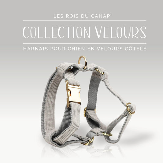 Harnais Chien - Velours - Gris