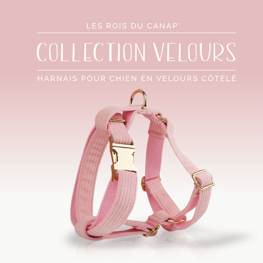 Harnais Chien - Velours - Rose Bonbon - Collier Harnais Chien - Velours - Rose Bonbon