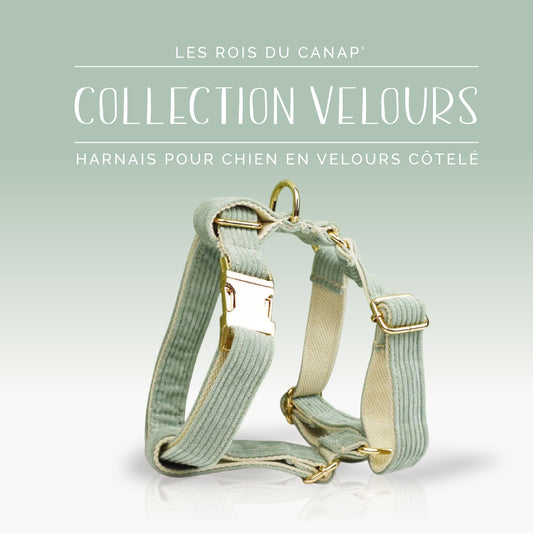 Harnais Chien - Velours - Vert Clair - Collier Harnais Chien - Velours - Vert Clair