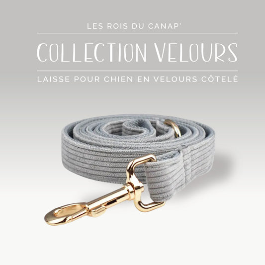 Laisse Chien - Velours - Gris - Collier Laisse Chien - Velours - Gris