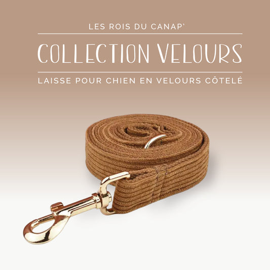 Laisse Chien - Velours - Marron - Collier Laisse Chien - Velours - Marron