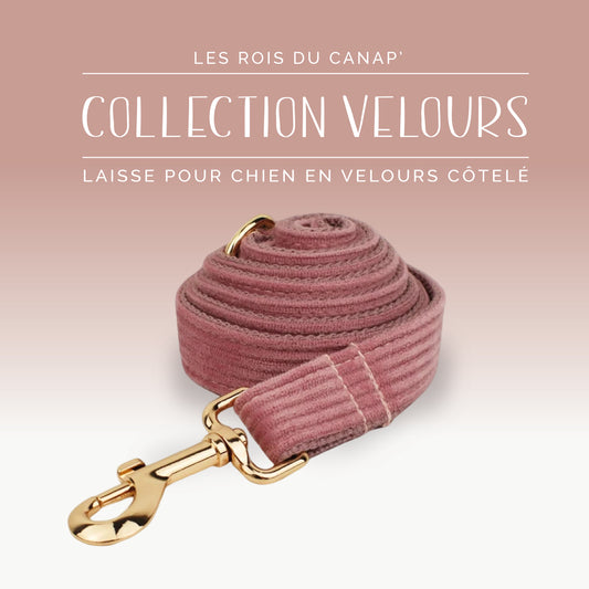 Laisse Chien - Velours - Rose Poudré - Collier Laisse Chien - Velours - Rose Poudré