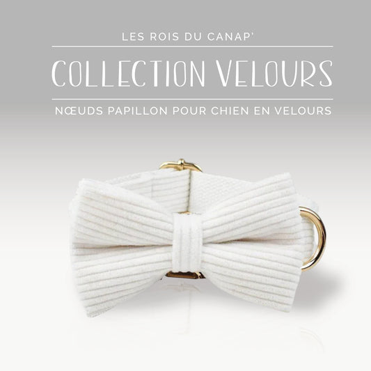 Nœud Papillon Chien - Velours - Blanc - Collier Nœud Papillon Chien - Velours - Blanc
