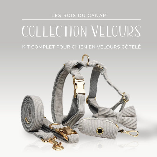 Kit Complet Chien 5 pièces - Velours - Gris